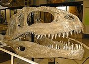 南方巨獸龍的顱骨，阿根廷自然科學博物館