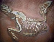 特暴龍的骨骸，位於德國明斯特的大學地理與古生物學博物館