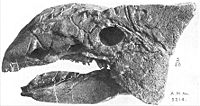 甲龍的頭顱骨側面照。此標本出土於亞伯達省的埃德蒙頓組。