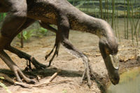 帝龍的模型，位於紐約美國自然歷史博物館。