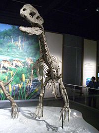 中國雙脊龍的骨骼，位在香港科學館。