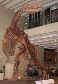 位於昆士蘭博物館的木他龍骨骸