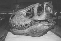 暴龍模式標本的頭顱骨，位於卡內基自然歷史博物館。這個參考異特龍，並以石膏完成的模型，有很大的錯誤，目前已被拆除。