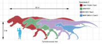 數個著名暴龍標本與人類的體型相比。從左到右分別為：蘇、AMNH 5027、史丹、珍
