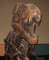 暴龍的骨架，位於華盛頓特区自然史博物館。