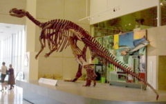 木他龍骨骸位於昆士蘭博物館