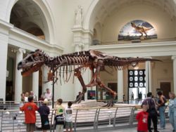 著名的「蘇」標本。位於芝加哥菲爾德自然歷史博物館。叉骨位於前肢中間