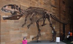 悉尼澳洲博物館展覽的南方巨獸龍複製品。