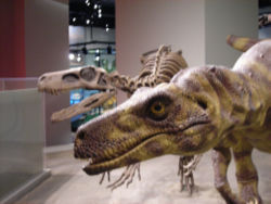艾雷拉龍的已架設骨骸（左）與重建模型（右），位於芝加哥菲爾德博物館。