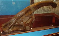 沃克氏副櫛龍頭顱骨，倫敦自然史博物館