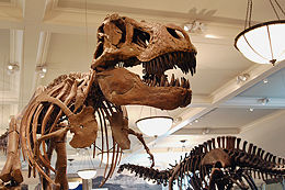 暴龍(左)與迷惑龍(右)的骨架位於紐約美國自然歷史博物館