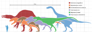 數種巨型獸腳類恐龍的體型相比。從左到右為：棘龍、南方巨獸龍、鯊齒龍、暴龍、馬普龍、鐮刀龍