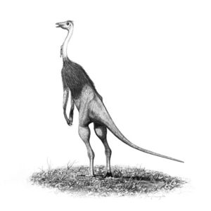 似鴕龍，一種類似鴕鳥的獸腳亞目恐龍