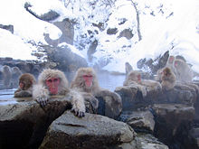 正在泡溫泉的日本獼猴